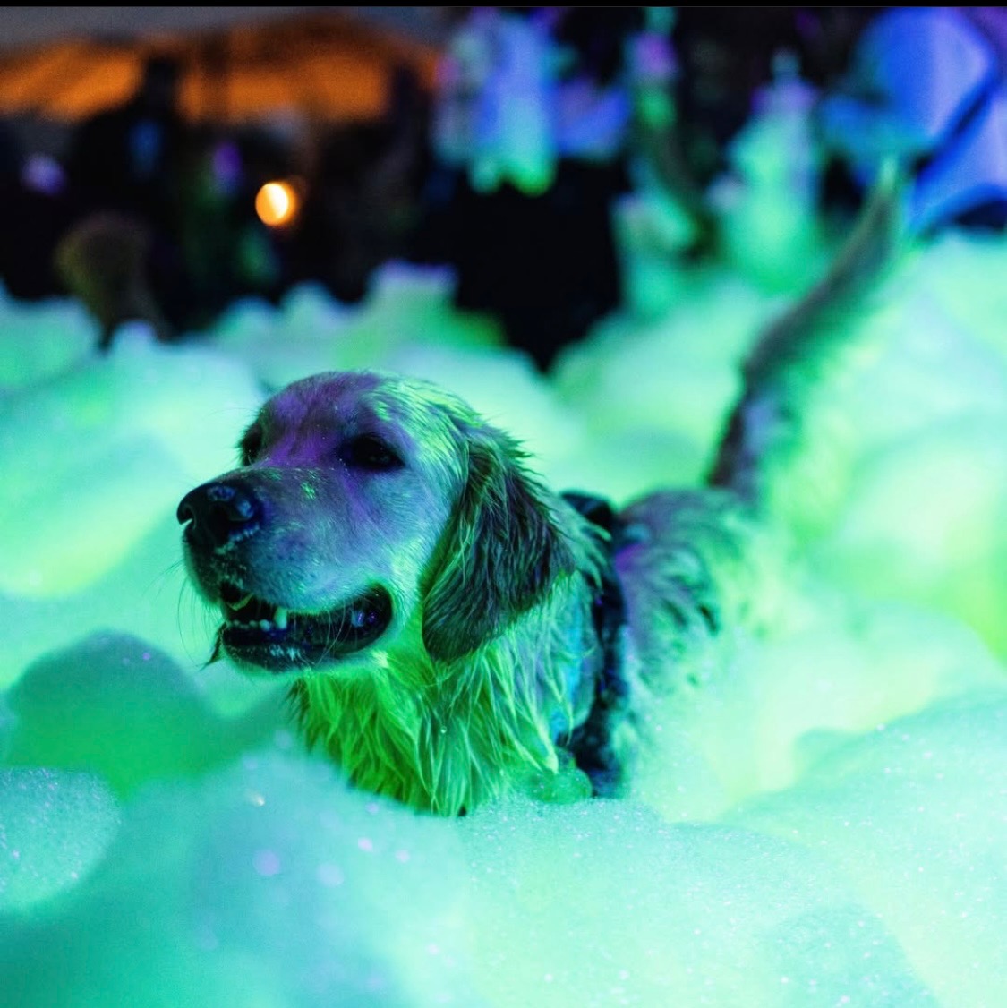 Fun for the whole family - Fun Yeah Entertainment foam party rentals Columbia, KY